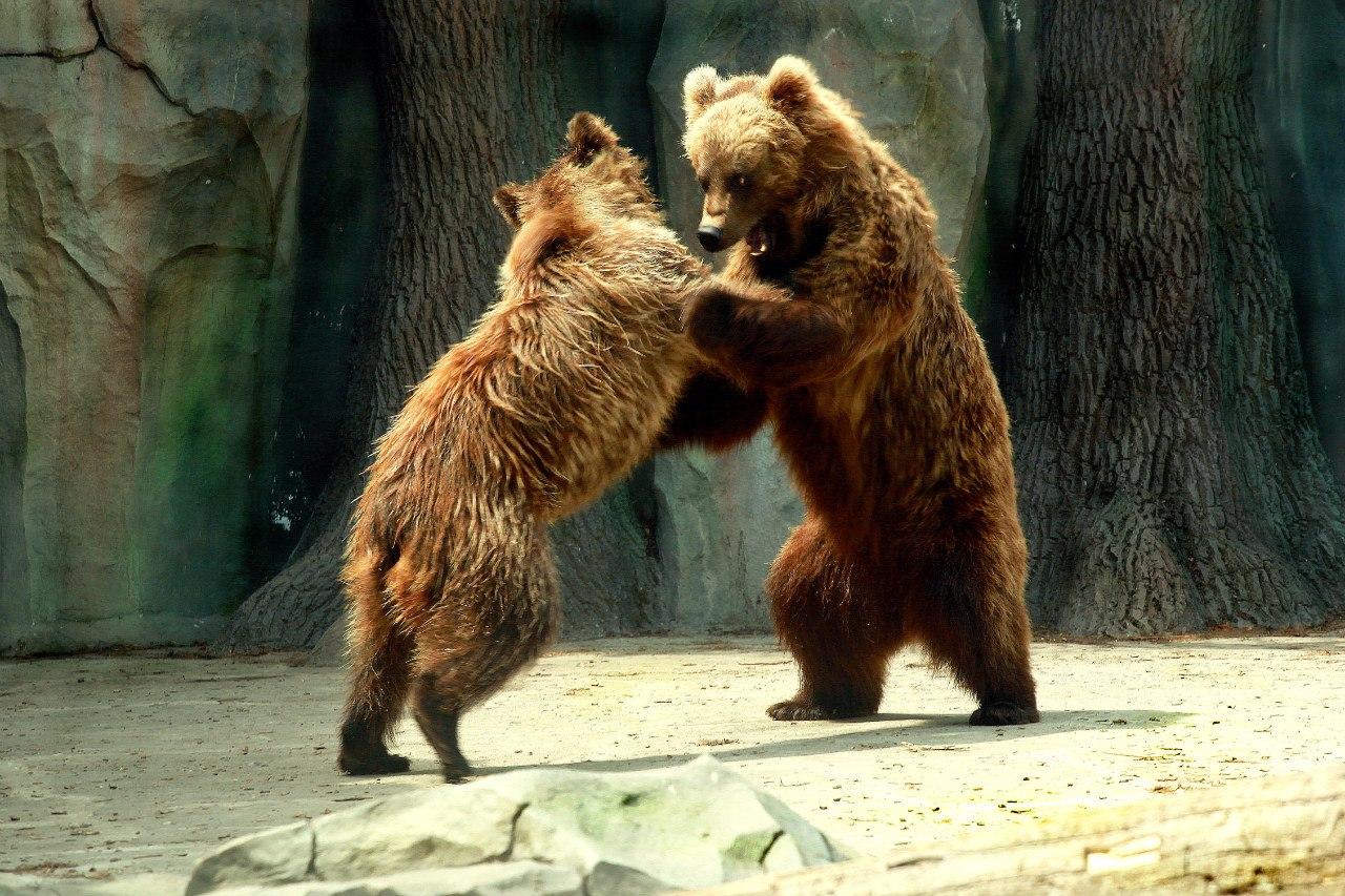 Golden autumn favor visiting Kyiv Zoo