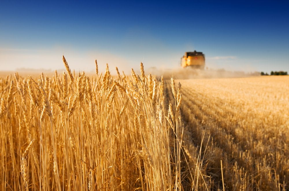 Ukraine becomes the world’s second largest exporter of grain