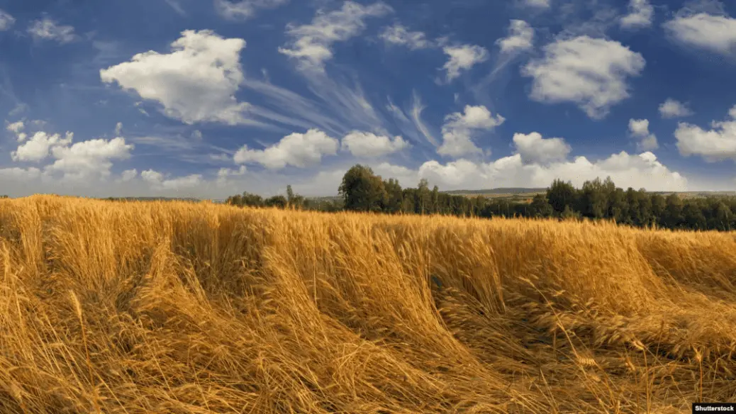 “It’s Better to Lose It Now Than Later”: Grain Rots in Crimea’s Fields Amid the War